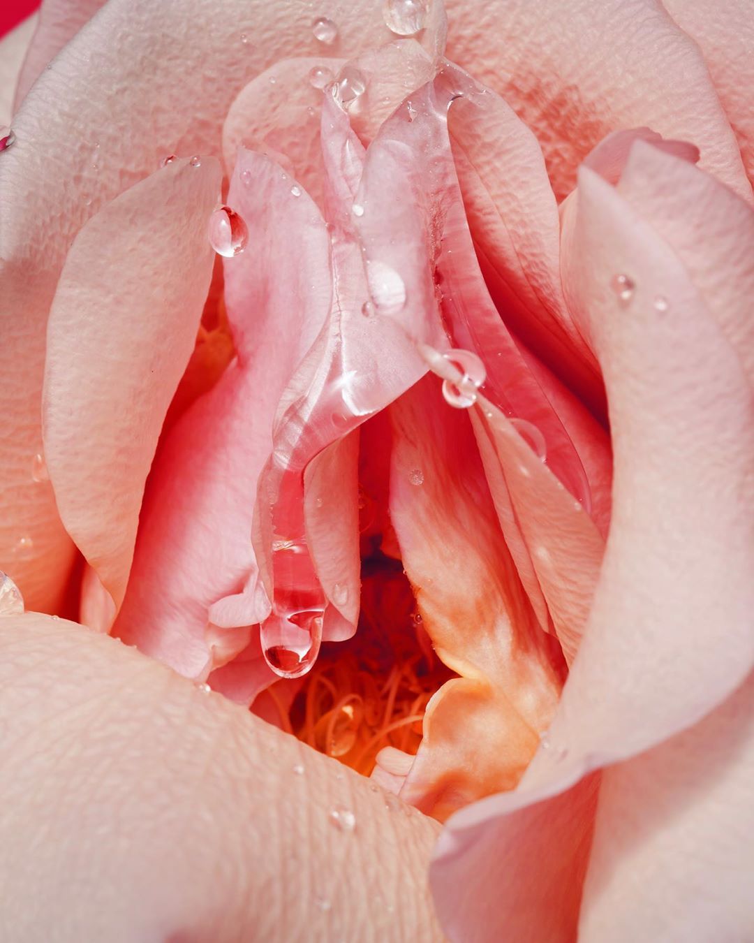 History of the Female Orgasm
